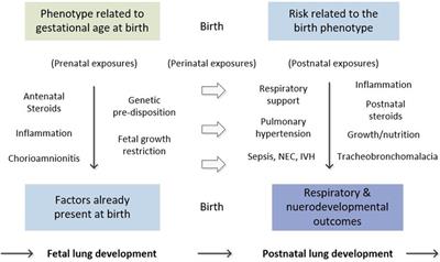 Respiratory support strategies in the management of severe, longstanding bronchopulmonary dysplasia